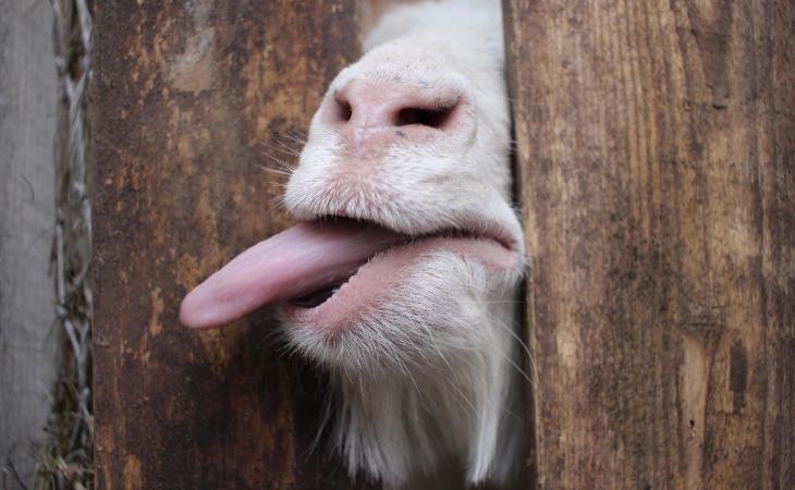 Quirky Spanish Idioms, goat