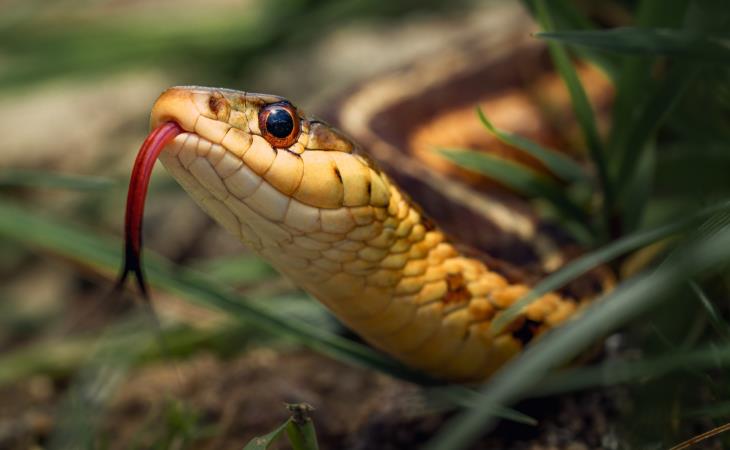 Misunderstood Animals, Snakes