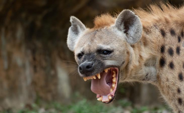 Misunderstood Animals, Hyena