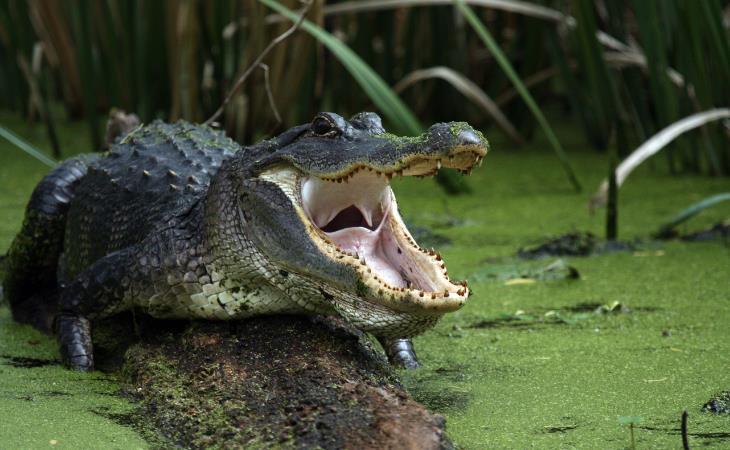 Misunderstood Animals, Alligator