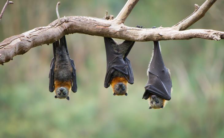Misunderstood Animals,  Bats