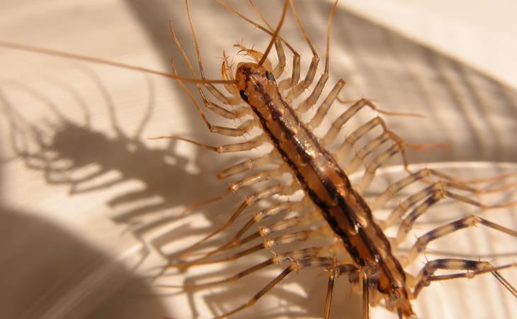 Misunderstood Animals, House Centipede
