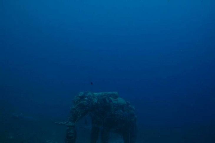 rifying Pics of Bodies of Water,  submerged elephant