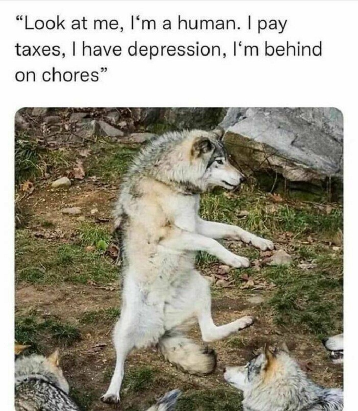 Animal Memes, wolf
