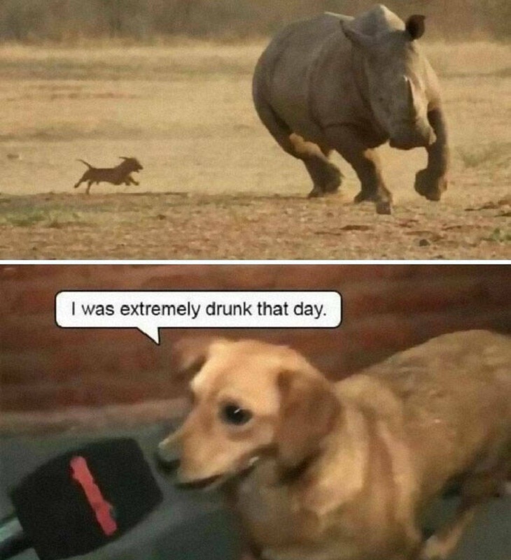 Animal Memes, rhino and dog