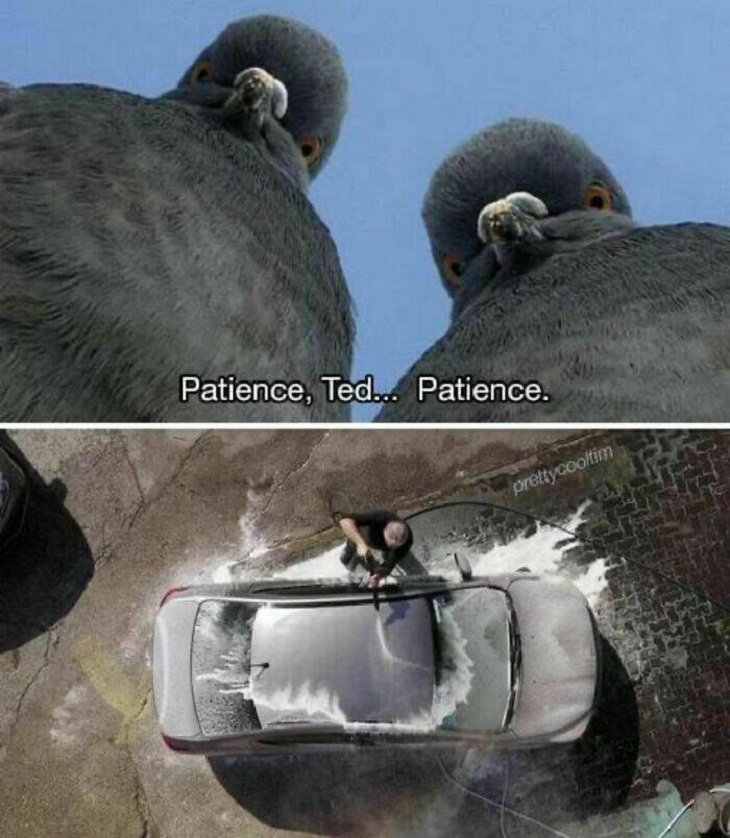 Animal Memes, pigeons