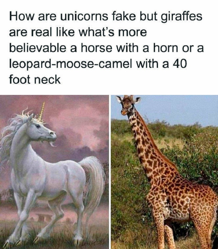 Animal Memes, giraffe
