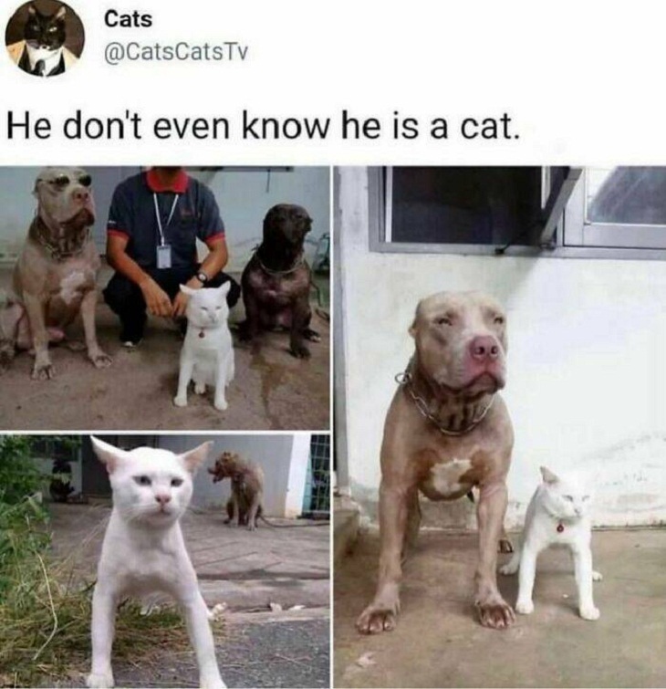 Animal Memes, cat and dogs