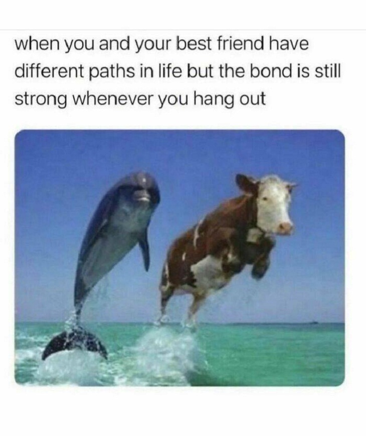Animal Memes, cow and dolphin
