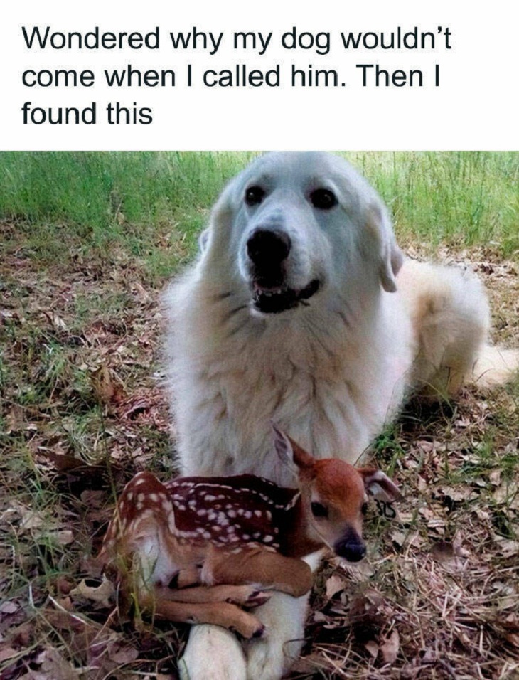 Start Your Week With These HILARIOUS Animal Memes Start Your Week With These HILARIOUS Animal Memes