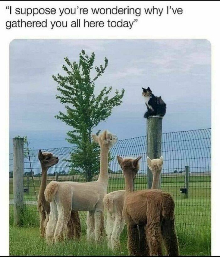 Animal Memes, cat