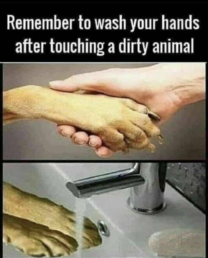 Animal Memes, paw