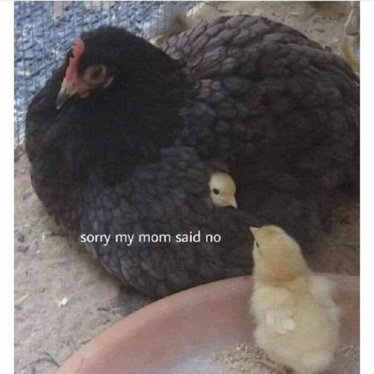Animal Memes, chicken