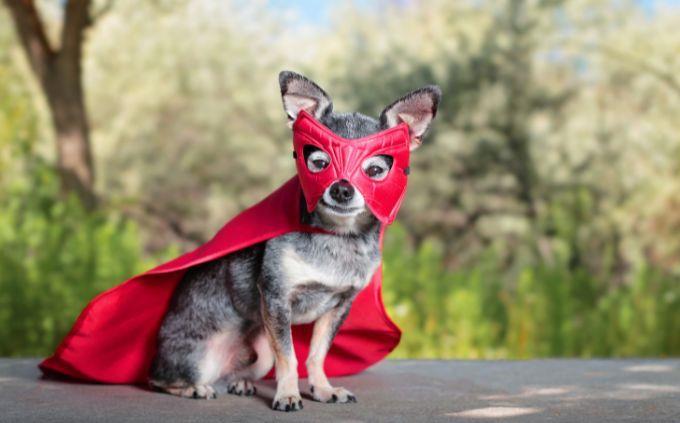 What natural phenomenon reflects who you are: a dog in a superhero costume