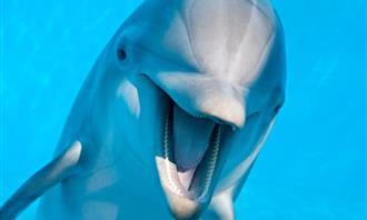 What natural phenomenon reflects who you are: Dolphin