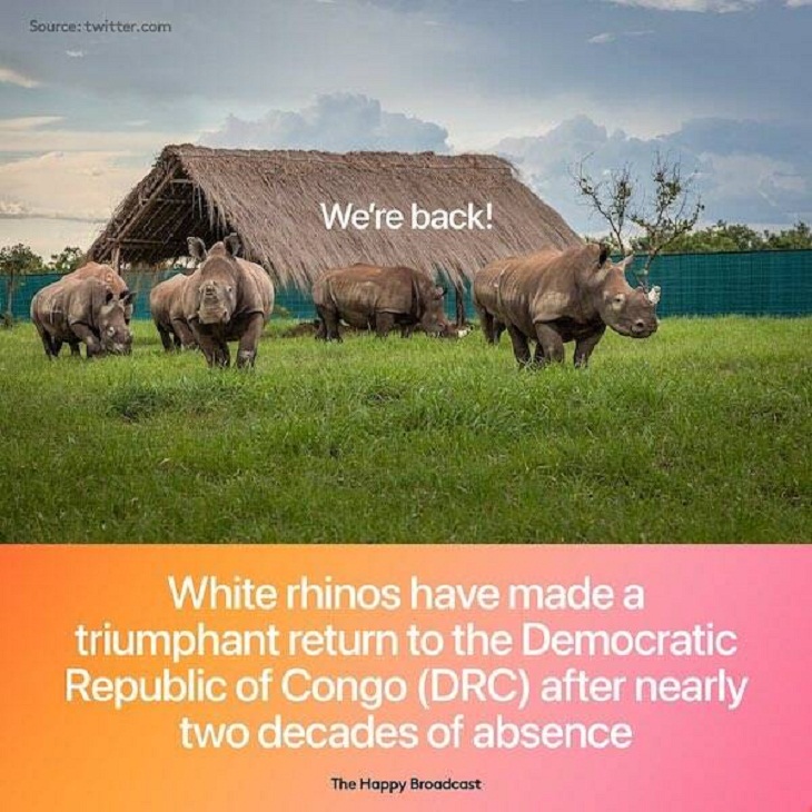 Positive News, rhinos