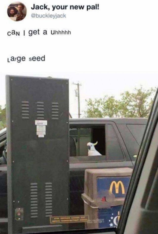 funny animal photos