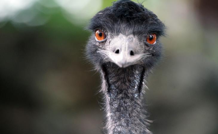  Little-Known Wars, Emu 