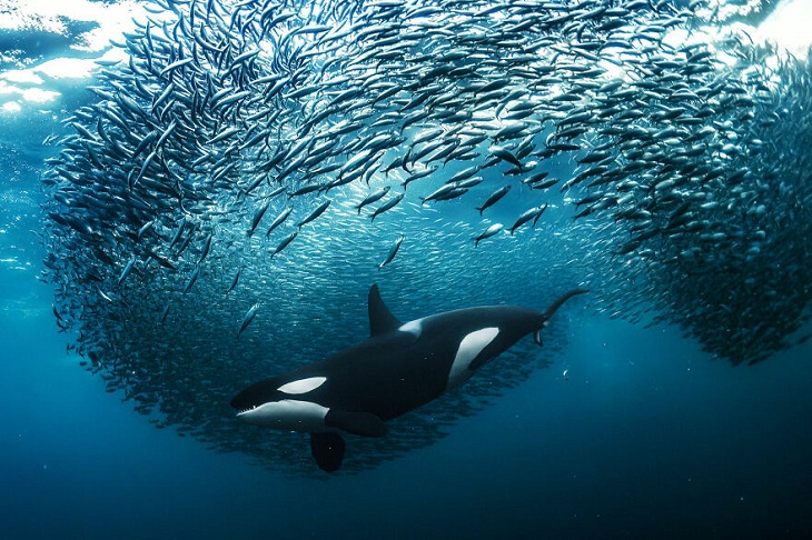 Big Picture Natural World Photography Contest, Norwegian orca