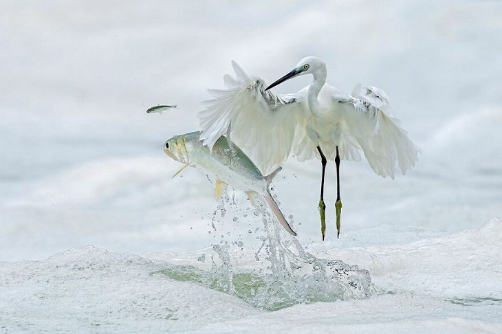 Big Picture Natural World Photography Contest, egret