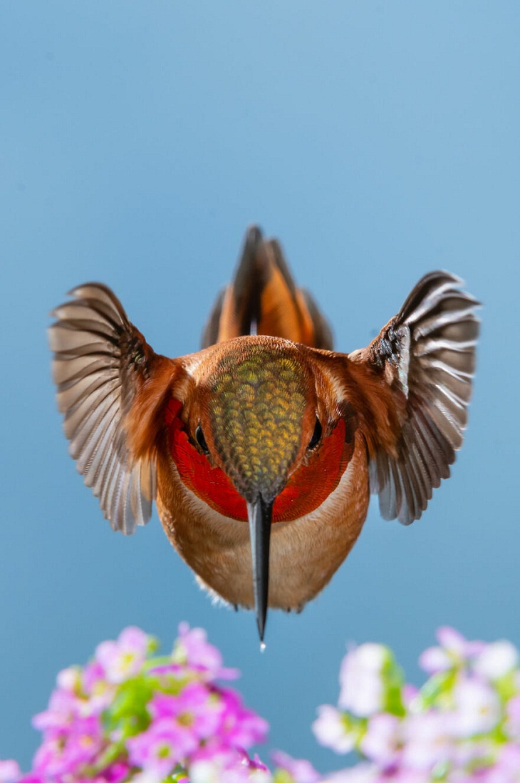 Big Picture Natural World Photography Contest, hummingbird 