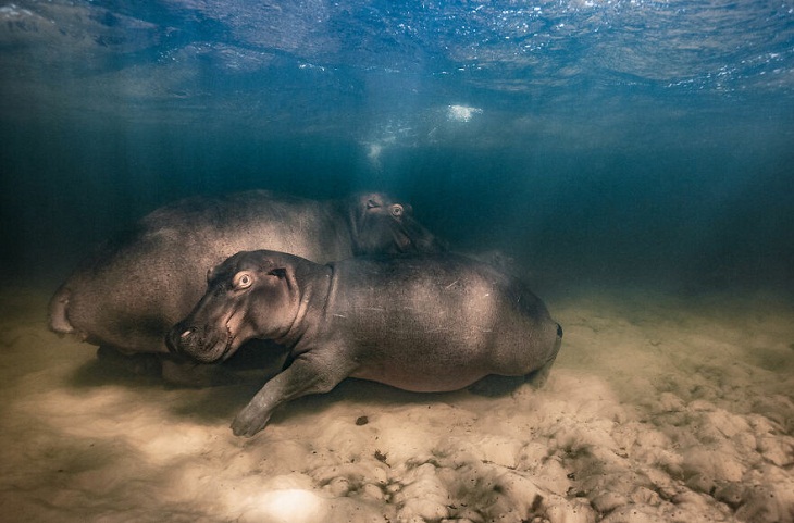 Big Picture Natural World Photography Contest, Hippopotamuses