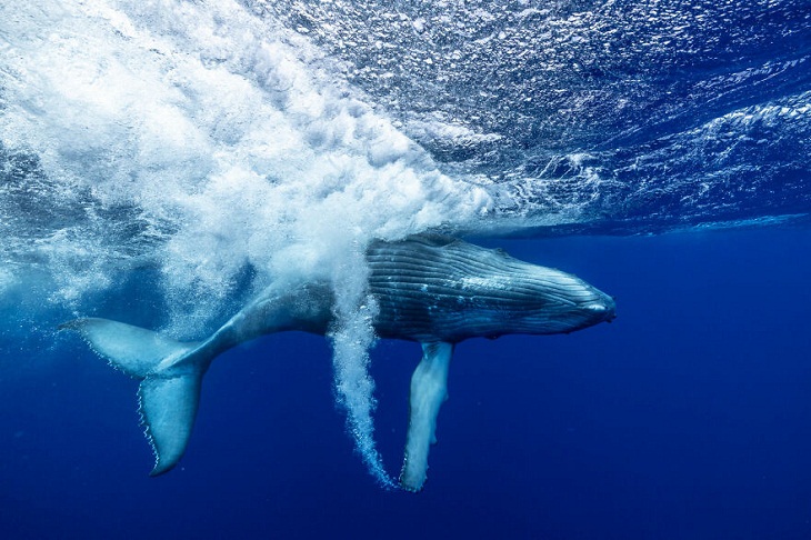 Big Picture Natural World Photography Contest, humpback whale 
