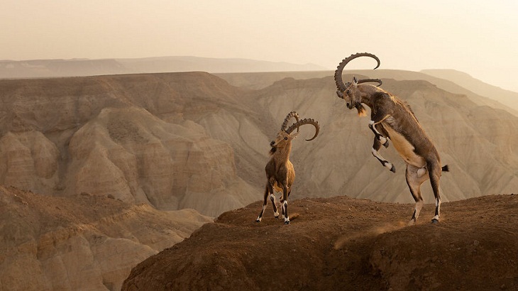 Big Picture Natural World Photography Contest, Nubian ibex