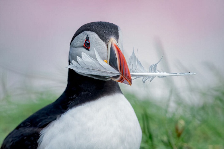 Big Picture Natural World Photography Contest, Atlantic puffin