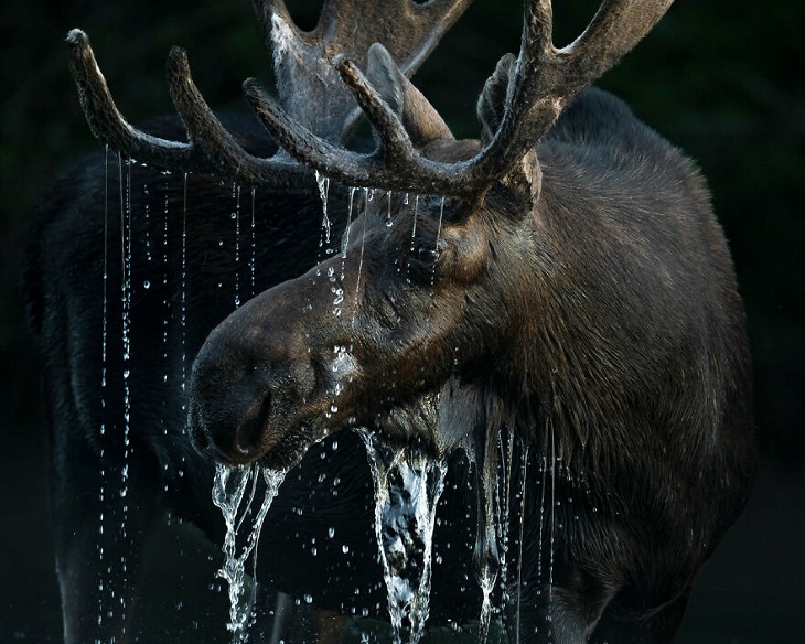 Big Picture Natural World Photography Contest, moose 