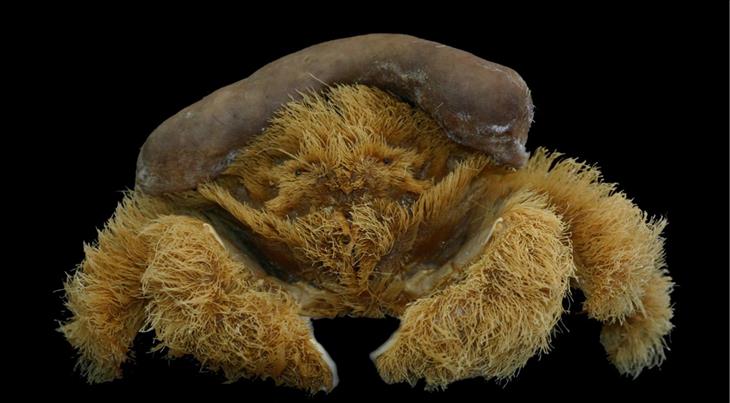 Fluffy Crab (Lamarckdromia beagle)