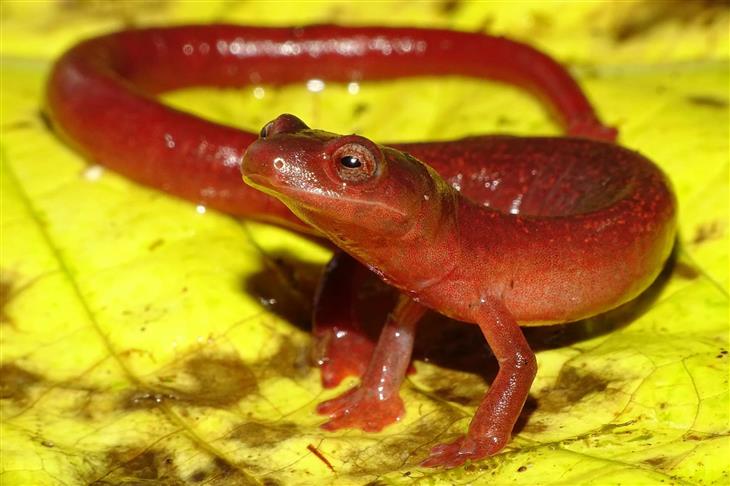 Chiriqui Orange Salamander (Bolitoglossa Cathyledecae)