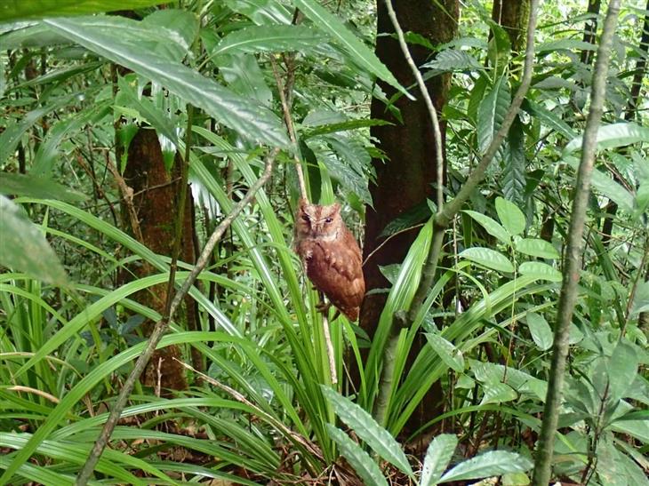2. Principe Scops owl (Otus bikegila)