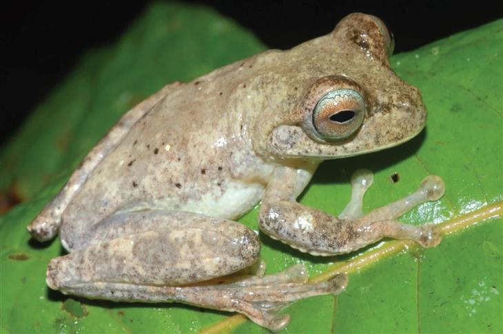 New Guinea Insular Treefrog (Litoria insularis)