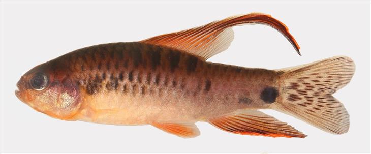 Poecilocharax Callipers Fish