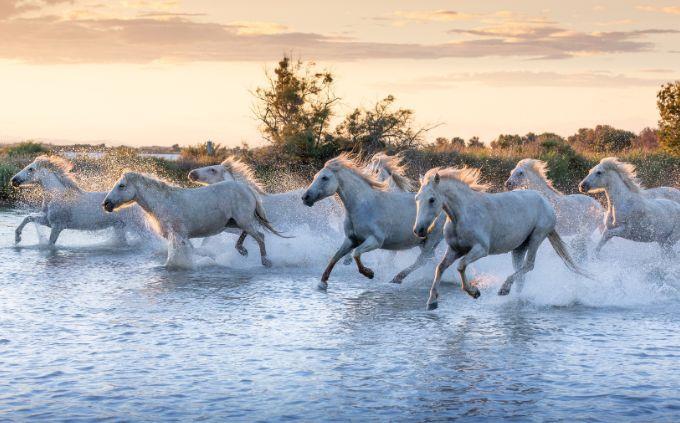 Animal Abilities Trivia: Horses run on water