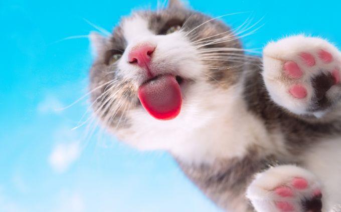 Animal abilities trivia: cat licks