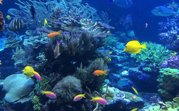 Animal Abilities Trivia: The Underwater World