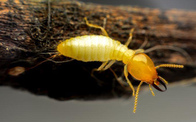 Animal Abilities Trivia: Termite