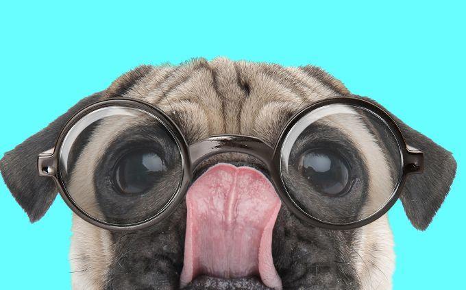Animal Abilities Trivia: A dog with glasses