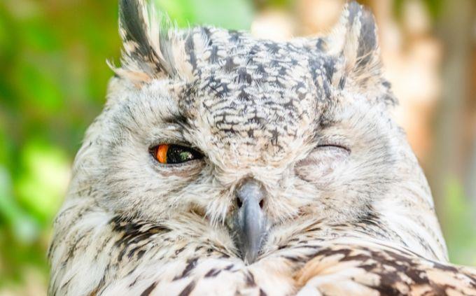 Animal Abilities Trivia: Tawny Owl