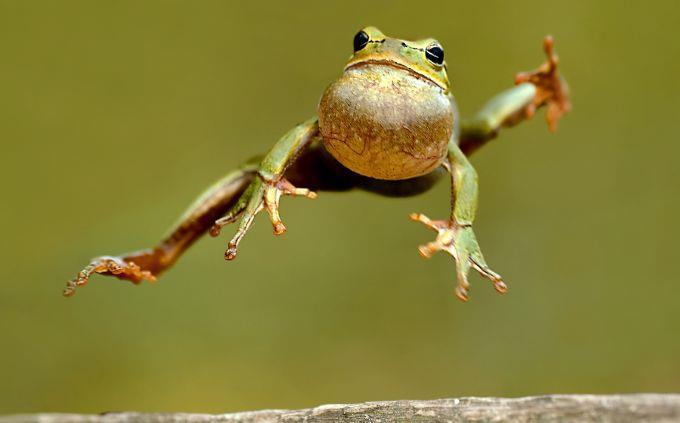 Animal Abilities Trivia: Jumping Frog