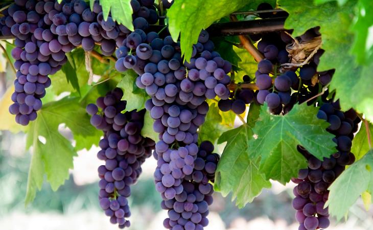 Little-Known Grape Facts, berries