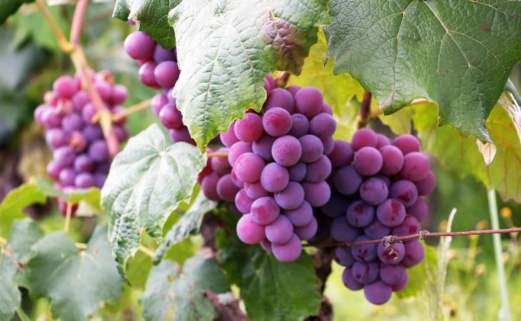 Little-Known Grape Facts, 