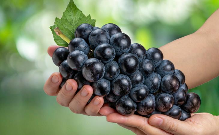 Little-Known Grape Facts, Kyoho 