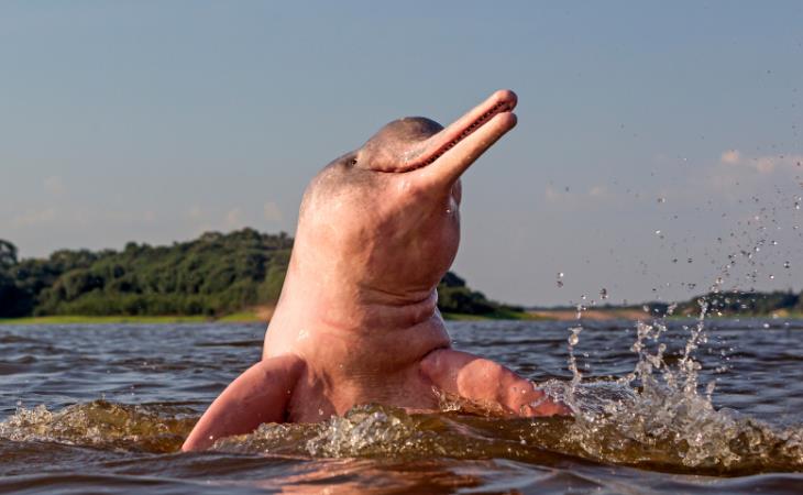 Fascinating Pink Animals, Amazon River Dolphin