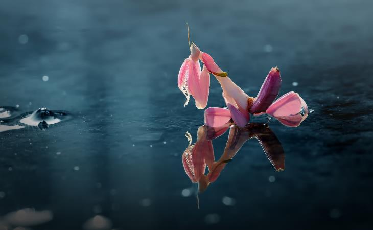 Fascinating Pink Animals, Orchid Mantis