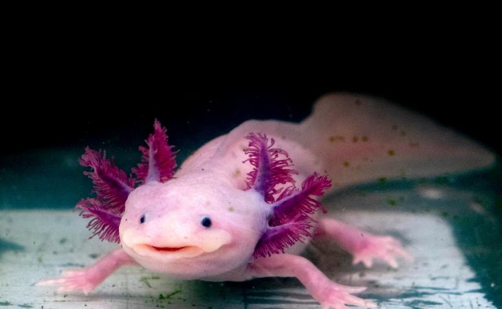 Fascinating Pink Animals, Axolotl