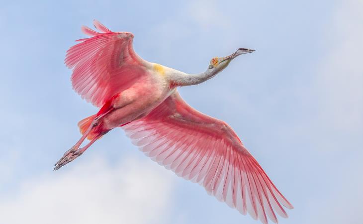 Fascinating Pink Animals, Roseate Spoonbill