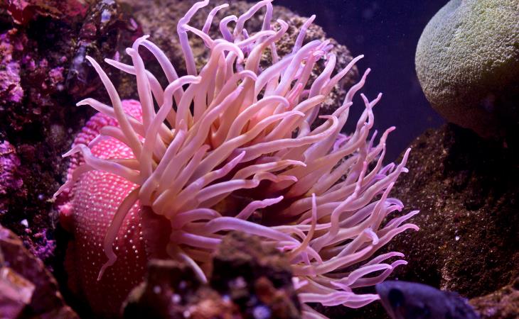 Fascinating Pink Animals, Sea Anemone